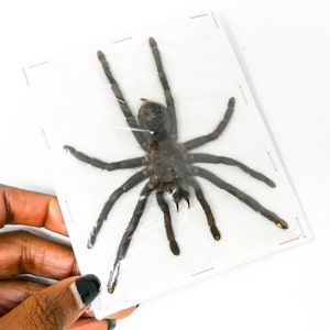 May include: A preserved tarantula spider mounted on a white card with a clear plastic cover.