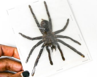 TWO (2) Spread Tarantulas (Selenocosmia javanensis dolichoplectra) A1 Dry-preserved Spread Specimens