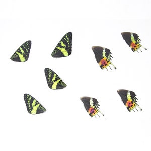 May include: Seven butterfly wings, some with yellow and black patterns, others with red, orange, and black patterns, are arranged on a white background.
