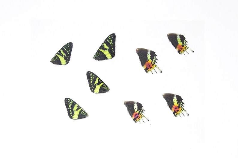 May include: Seven butterfly wings, some with yellow and black patterns, others with red, orange, and black patterns, are arranged on a white background.