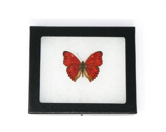 Framed Red Butterfly Taxidermy (Cymothoe excelsa)