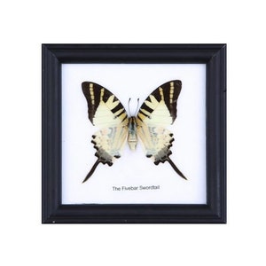 May include: A framed butterfly specimen with black and yellow wings. The butterfly is labelled "The Fivebar Swordtail".