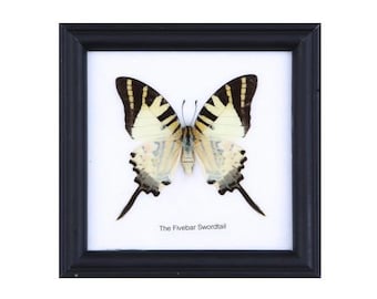 12 FRAMES (FOR RESELLERS) The Five-bar Swordtail Butterfly (Graphium antiphates) Wall Frame Home Décor 5 x 5 In. Gift Boxed. Wholesale