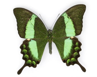 Two (2) Papilio palinurus daedalus, Dry-Preserved Butterfly Specimens, Entomology Lepidoptera Taxidermy Butterflies Insect Art Supplies