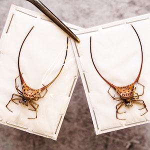 May include: Two brown and white spiders with long, thin legs are mounted on white cards. The spiders are positioned with their legs spread out and their bodies facing the viewer.