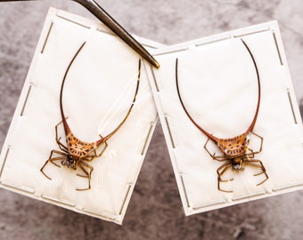 TWO (2) Spiny Orbweaver Spiders (Macracantha arcuata) 1.5inch A1 Real Entomology Specimens