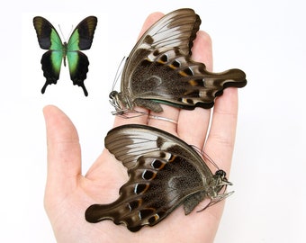 Two (2) Papilio peranthus adamantius, "Green Blue Swallowtail" A1 Real Dry-Preserved Butterflies, Unmounted Entomology Taxidermy Specimens