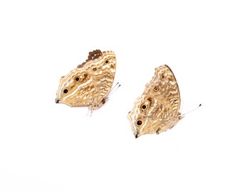 TWO (2) Junonia rhadama | A1 Real Dry-Preserved Butterflies | Unmounted Entomology Taxidermy Specimens