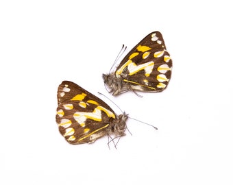 TWO (2) Delias eichhorni, PNG | Unmounted Butterfies for Art and Collecting