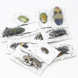 Packung mit 5, 10, 25, 100 verschiedenen Käfern A1 Unmontierte Insektenproben für die Entomologie Bild 10