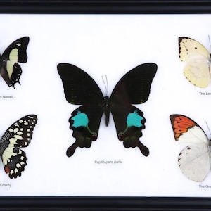 Könnte beinhalten: Eine gerahmte Ausstellung von fünf Schmetterlingen, darunter der Gewöhnliche Nawab, der Limettenfalter, Papilio paris paris, der Zitronen-Emigrant und der Große Orange-Tip.