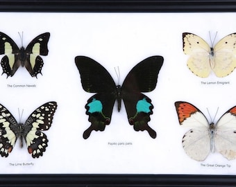 Five Framed Butterflies | Assorted Designs and Species | Mounted in a Wall Hanging Frame, Taxidermy Home Decor, 13 x 9 inches