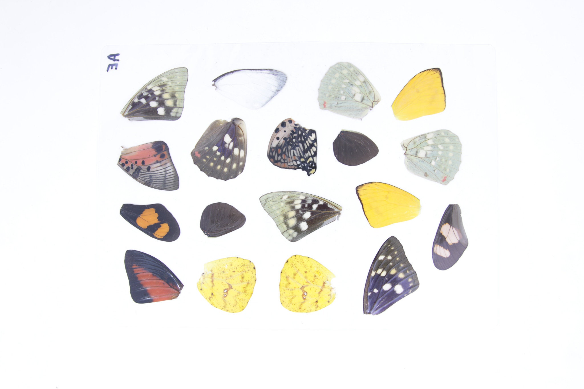 Laminated Sheet of Real Butterfly Wings A5 Glossy 80 mic 154 x 216mm