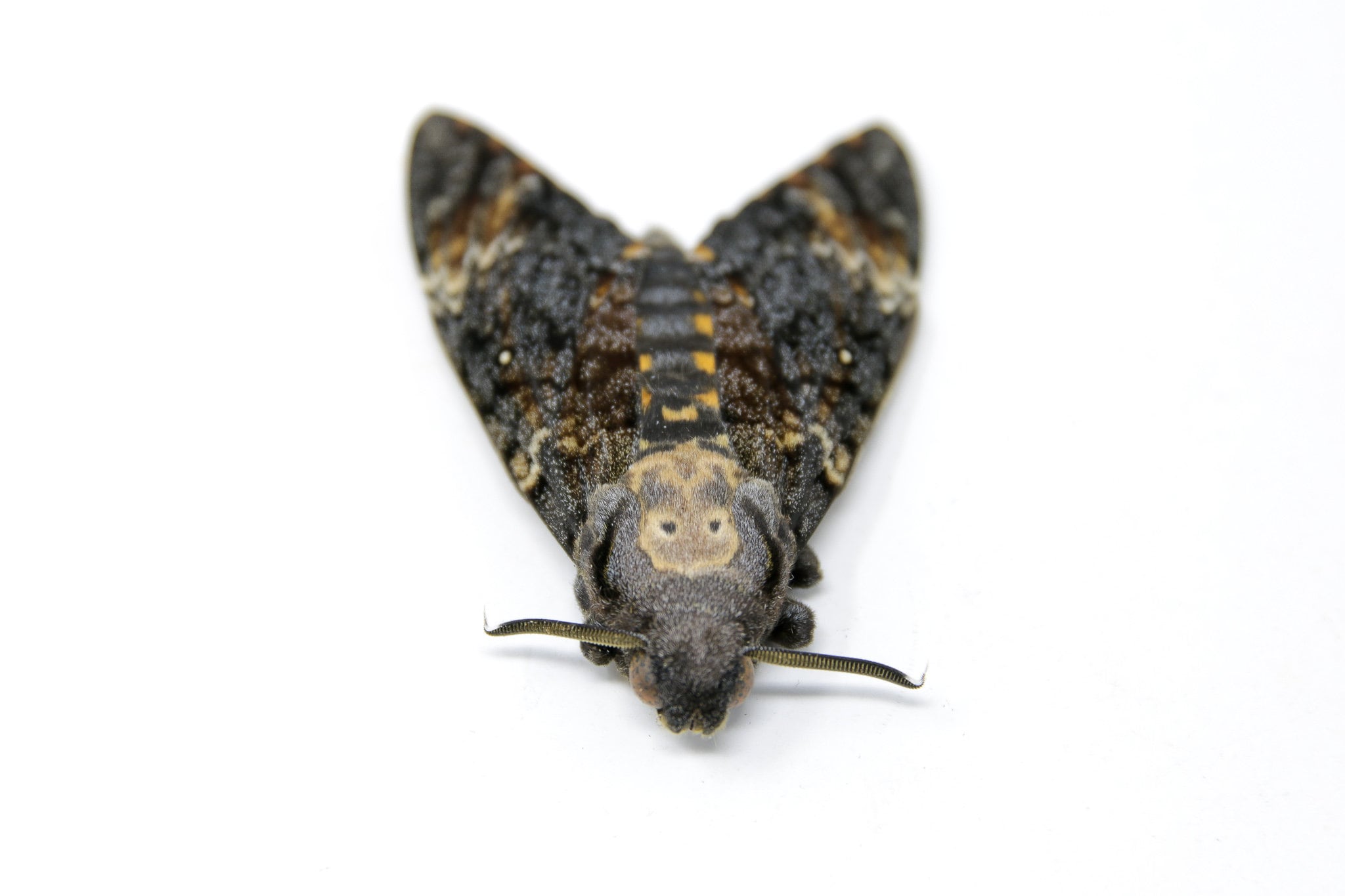 One real Silence of the Lambs death's head moth Acherontia atropos unmounted 