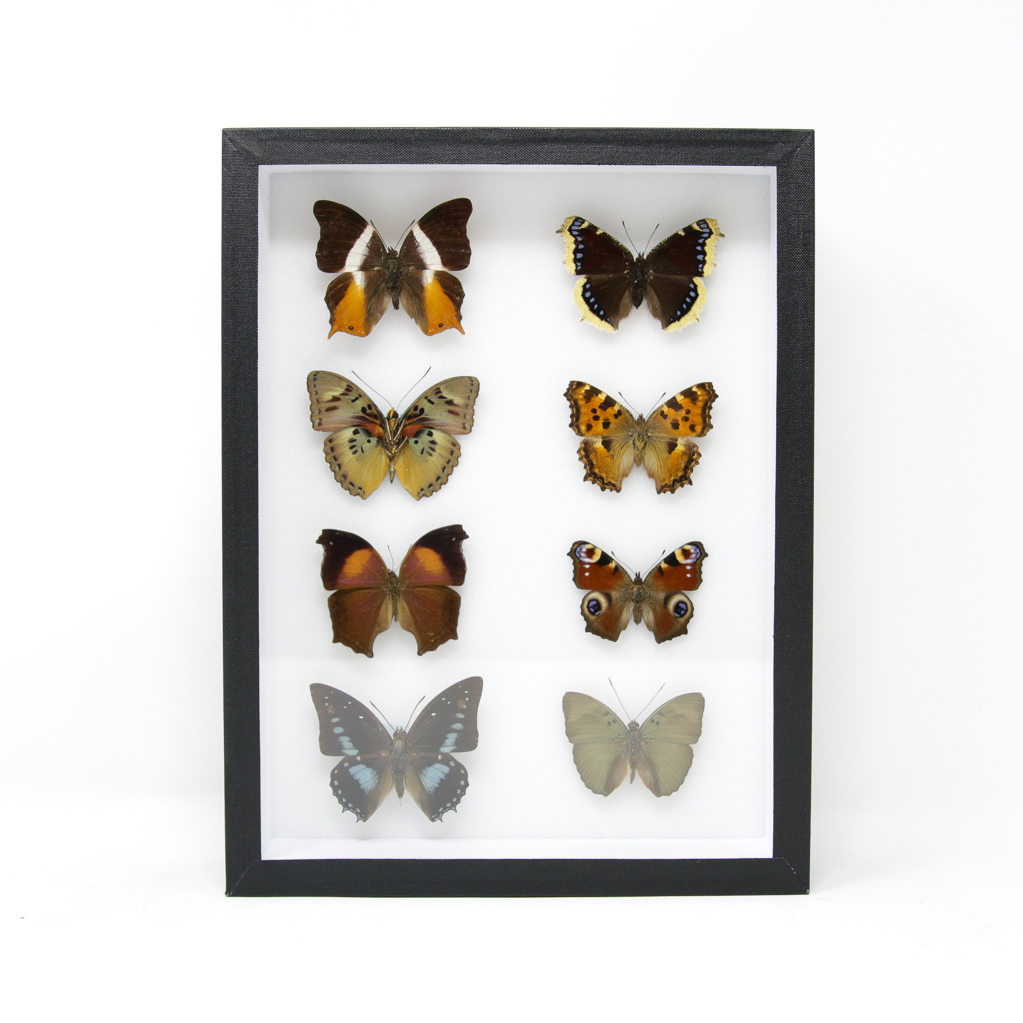 Vintage Butterfly Collection in Excellent Condition, Pinned Lepidoptera ...