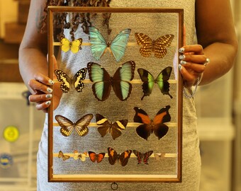 Antique Butterfly Glass Cased Display ex-London Natural History Museum’s Rothschild, Cockayne & Kettlewell Collection 38×29×6 cm (ROTH12)