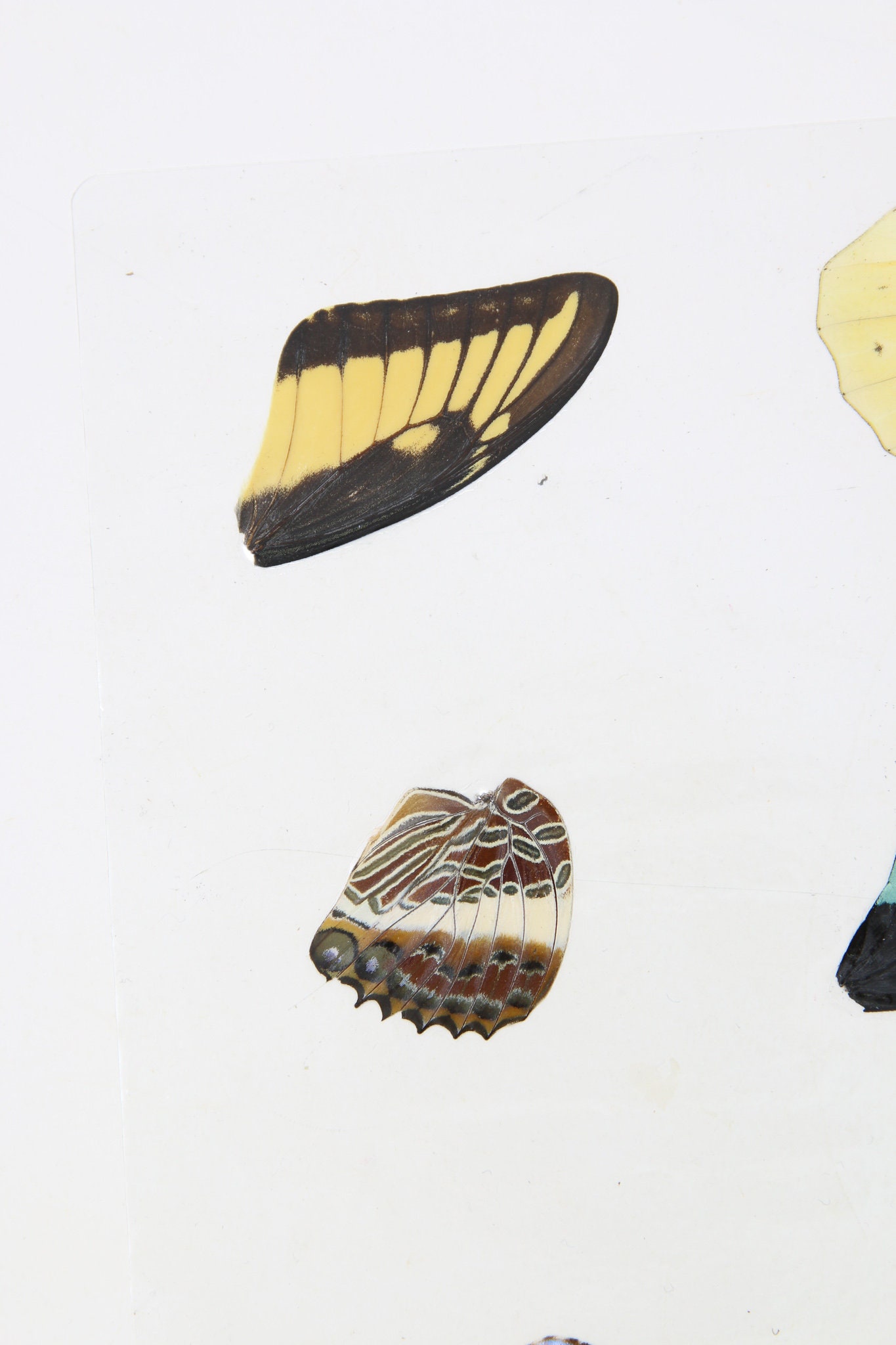 Laminated Sheet of Real Butterfly Wings A5 Glossy 80 mic 154 x 216mm