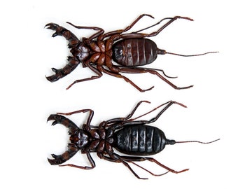 2 x WHIP Scorpion Vinegaroons (Hypoctonus rangunensis) A1 Entomology Taxidermy Specimens