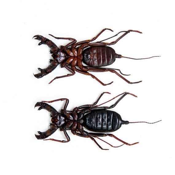 B品】オレンジクロウスコーピオン サソリ 標本 昆虫 昆虫標本 奇蟲 B品