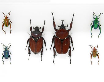 Pair of African Flower Beetles (Fornasinius russus) and Sagra Beetles, A1 Quality, Entomology, Real Taxidermy Specimens #SE66