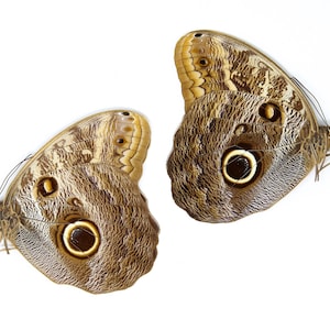 LOT OF 10 Giant Owl Butterflies (Caligo teucer semicaerulea) A1 Real Dry-Preserved Unmounted Specimens