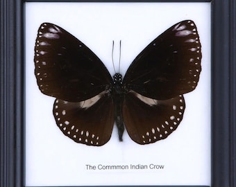 The Common Indian Crow | Real Butterfly Mounted Under Glass, Wall Hanging Home Décor Framed 5 x 5 In. Gift Boxed