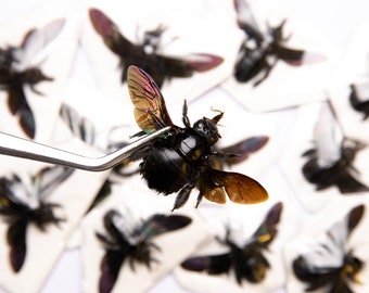 TWO (2) Giant Black Carpenter Bees (xylocopa Latipes) | A1 Spread