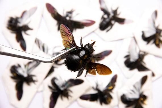 TWO (2) Giant Black Carpenter Bees (xylocopa Latipes) | A1 Spread