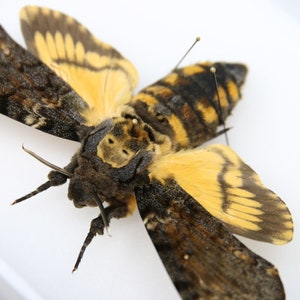 Deaths Head Hawk Moth Echte Specimen A1 | Acherontia atropos, Museum Entomologiekasten Rahmen | 12x15x5cm (#03)