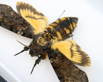 Deaths Head Hawk Moth Real Specimen A1 | Acherontia atropos, Museum Entomology Box Frame | 12x15x5cm (#03)