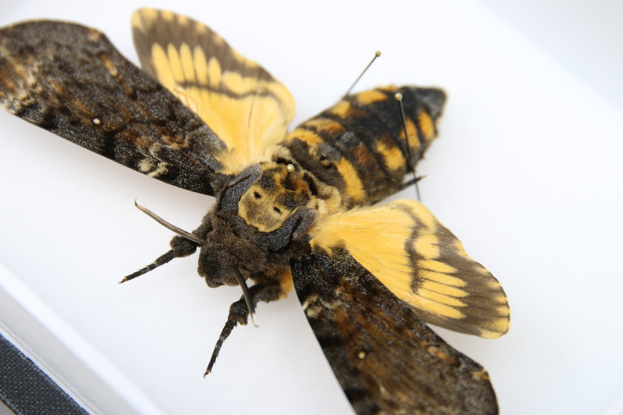 A Perfect Deaths Head Hawk Moth Real Specimen A1