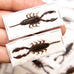 2匹のドワーフスコーピオン（Liocheles australasiae）40-50 mm A1昆虫標本