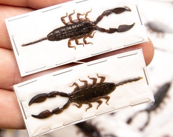 TWO (2) Dwarf Scorpions (Liocheles australasiae) 40-50mm A1 Entomology Specimens