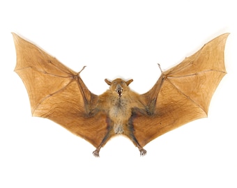 FOUR (4) Blossom Fruit Bat (Macroglossus minimus) | A1 Fine Quality Spread-Specimen | Dry-Preserved Clean Taxidermy (NON-CITES)