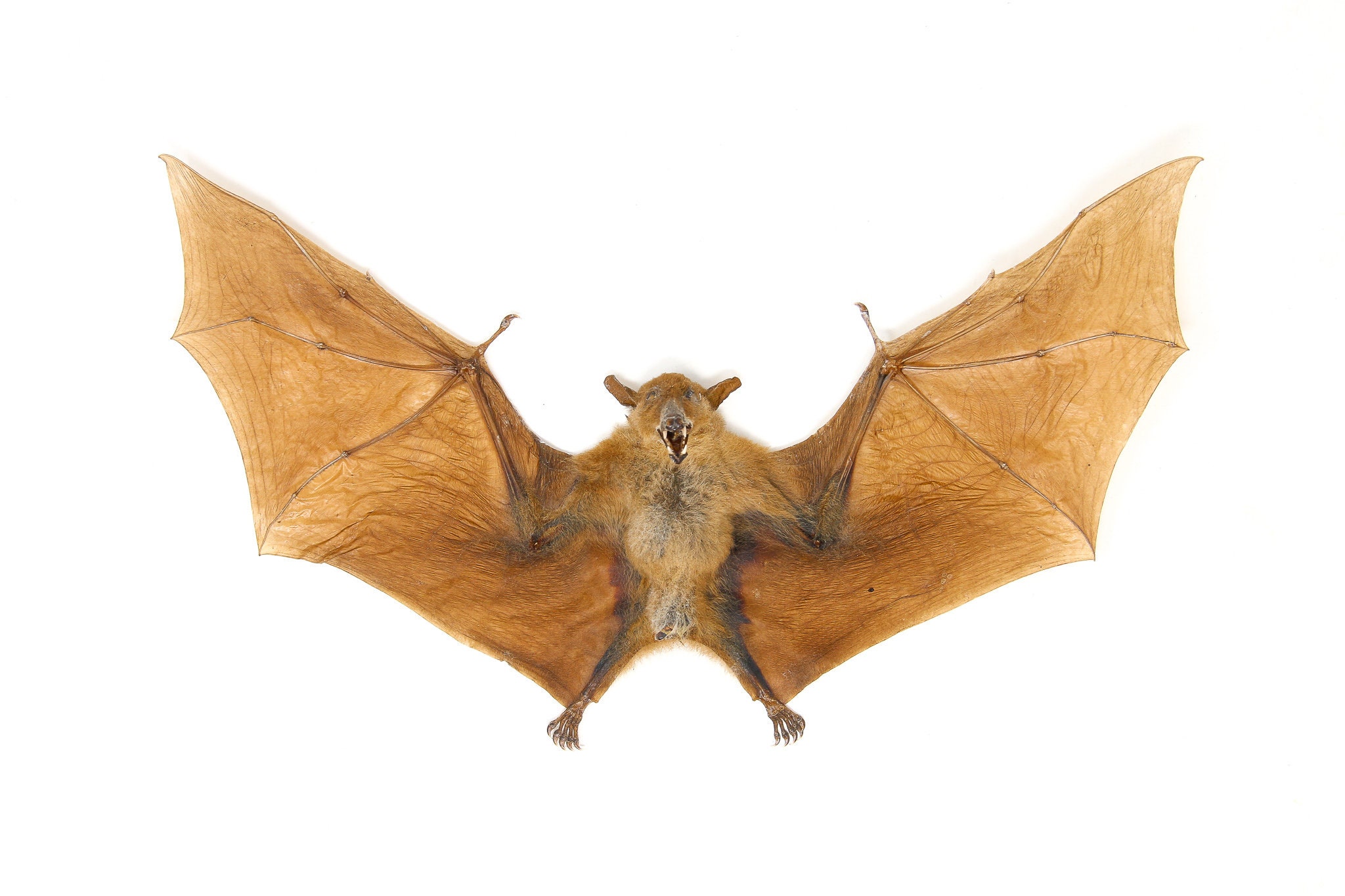 Blossom Fruit Bat (Macroglossus minimus) | A1 Dry-preserved Specimen 10  Inch Wingspan (Non-CITES)