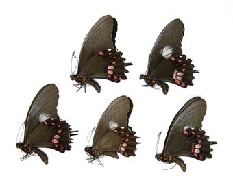 Five (5) Papilio isidorus, A1 Real Dry-Preserved Butterflies, Unmounted Entomology Taxidermy Specimens