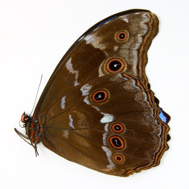 WHOLESALE 10 Morpho didius A1 Giant Blue Morpho Butterflies Unmounted Papered Specimens image 5