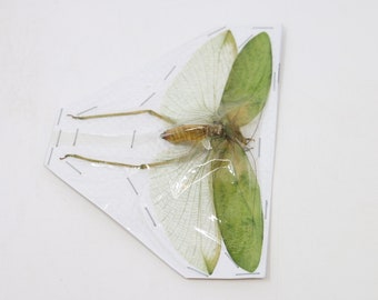 キリギリス、バッタ、コオロギ、イナゴ、昆虫学用標本 - Etsy 日本