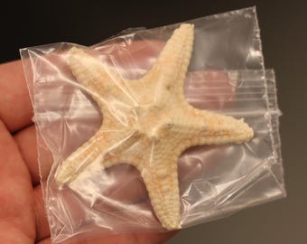 Oreasteridae Starfish Specimen (Protoreaster nodosus) Philippines, Sea-life (1085631)
