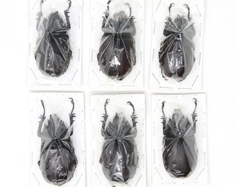 Assorted Specimens Insect Collection (Thailand) A1 Unmounted Dried Beetles, Coleoptera LOT*194