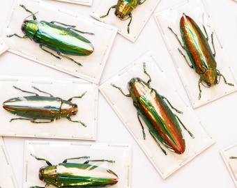Lot of 5 Aurora Jewel Beetles (Chrysochroa aurora) A1 Entomology Specimens