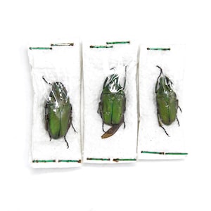 Three (3) Pseudorhomborrhina fuscipes, Unmounted Beetle Specimens with Scientific Collection Data, A1 Quality