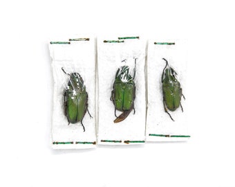 Three (3) Pseudorhomborrhina fuscipes, Unmounted Beetle Specimens with Scientific Collection Data, A1 Quality