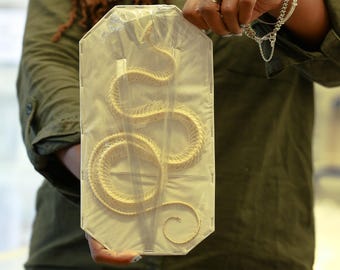 Xenochrophis melanzostus, CURVED COILED Snake Skeleton, Preserved Reptile Specimens (Non-cites)