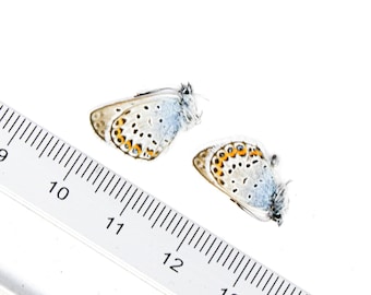 TWO (2) Silver-studded Blue (Plebejus argus) A1 Unmounted Specimens