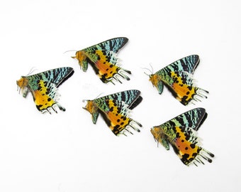 マダガスカルサンセットモス A1 (Chrysiridia rhipheus) 100 匹