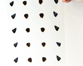 Butterfly Wings GLOSSY LAMINATED SHEET Real Ethically Sourced Specimens Moths Butterflies Wings for Art -- S66