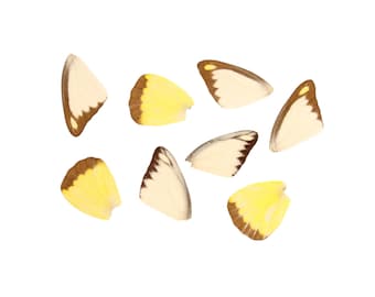 10 Chocolate Albatross Butterfly Loose Wings (Appias lyncida) Real Wings for Artistic Creation