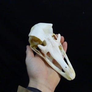 Ostrich Skull (Struthio camelus) Non-CITES species