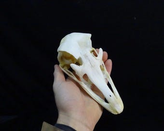 Ostrich Skull (Struthio camelus) Non-CITES species